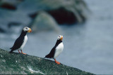 Horned Puffin - Gehoornde Papegaaiduiker - Fratercula corniculata