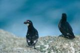 Least Auklet - Dwergalk - Aethia pusilla