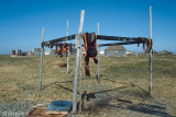 Seal meat - Zeehondenvlees