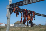 Seal meat - Zeehondenvlees
