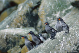 Crested Auklet - Kuifalk - Aethia cristatella