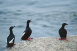 Black Guillemot - Zwarte Zeekoet - Cepphus grylle