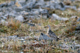 Red Knot - Kanoetstrandloper - Calidris canutus