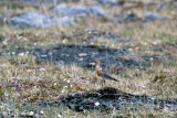 Red Knot - Kanoetstrandloper - Calidris canutus