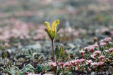 Capitate Lousewort - Pedicularis capitata