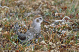 Rock Sandpiper - Beringstrandloper - Calidris ptilocnemis