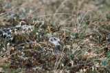 Rock Sandpiper - Beringstrandloper - Calidris ptilocnemis