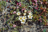 Pincushion plant - Diapensia lapponica obovata