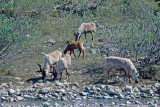 Reindeer - Rendieren