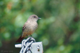 Says Phoebe - Says Phoebe - Sayornis saya