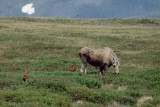 Moose - Eland - Alces alces