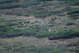 Reindeer - Rendieren
