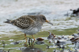 Purple Sandpiper - Paarse Strandloper - Calidris maritima