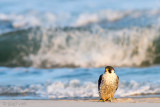 Peregrine - Slechtvalk - Falco peregrinus