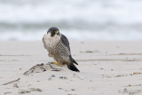 Peregrine - Slechtvalk - Falco peregrinus