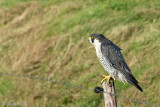 Peregrine - Slechtvalk - Falco peregrinus