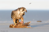 Peregrine - Slechtvalk - Falco peregrinus