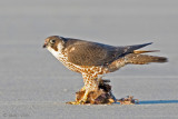 Peregrine - Slechtvalk - Falco peregrinus