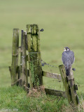 Peregrine - Slechtvalk - Falco peregrinus