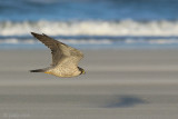 Peregrine - Slechtvalk - Falco peregrinus