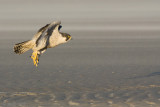 Peregrine - Slechtvalk - Falco peregrinus