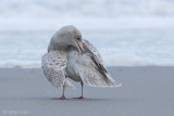 Glaucous Gull - Grote Burgemeester - Larus hyperboreus