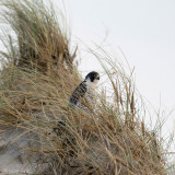 Peregrine - Slechtvalk - Falco peregrinus