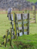 Peregrine - Slechtvalk - Falco peregrinus