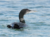 Great Northern Diver - IJsduiker - Gavia immer