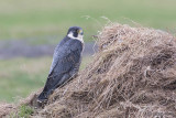 Peregrine - Slechtvalk - Falco peregrinus