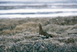 Willow Ptarmigan - Moerassneeuwhoen - Lagopus lagopus