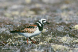Ruddy Turnstone - Steenloper - Arenaria interpres
