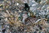 White-rumped Sandpiper - Bonapartes Strandloper - Calidris fuscicollis