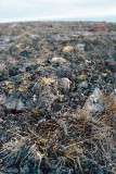 White-rumped Sandpiper - Bonapartes Strandloper - Calidris fuscicollis