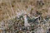 Stilt Sandpiper - Steltstrandloper - Calidris himantopus