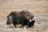 Muskox - Muskusos - Ovibos moschatus