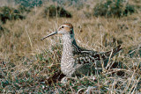 Stilt Sandpiper - Steltstrandloper - Calidris himantopus