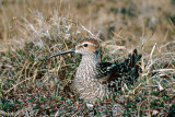 Stilt Sandpiper - Steltstrandloper - Calidris himantopus