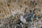 Stilt Sandpiper - Steltstrandloper - Calidris himantopus