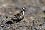 American Golden-Plover - Amerikaanse Goudplevier - Pluvialis dominica