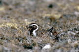 American Golden-Plover - Amerikaanse Goudplevier - Pluvialis dominica