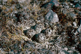 American Golden-Plover - Amerikaanse Goudplevier - Pluvialis dominica