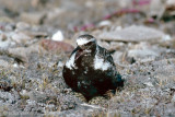 Black-bellied Plover - Zilverplevier - Pluvialis squatarola