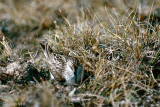 Semipalmated Sandpiper - Grijze Strandloper - Calidris pusilla
