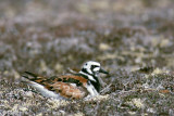 Ruddy Turnstone - Steenloper - Arenaria interpres