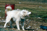 Sledge dog - Sledehond