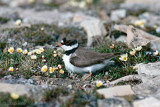 Semipalmated Plover - Amerikaanse Bontbekplevier - Charadrius semipalmatus