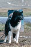 Sledge dog - Sledehond
