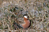 Red Phalarope - Rosse Franjepoot -  Phalaropus fulicarius