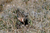 Red Phalarope - Rosse Franjepoot -  Phalaropus fulicarius